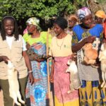 Distribution of rabbits to solidarity groups of vulnerable women in Mutambara